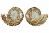 Cut & Polished, Agatized Ammonite Fossil - Madagascar #233780-1